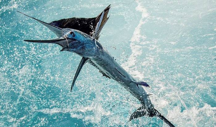 The Most Exciting Fish Species in Los Sueños The Most Exciting Fish Species in Los Sueños
