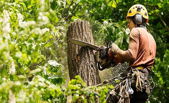 Balancing Beauty and Safety: A Guide to Bellevue Tree Removal Balancing Beauty and Safety: A Guide to Bellevue Tree Removal