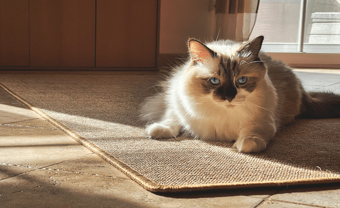 Mastering Pet-Friendly Carpet Care: A Complete Guide for Edmond, Oklahoma Pet Owners Mastering Pet-Friendly Carpet Care: A Complete Guide for Edmond, Oklahoma Pet Owners