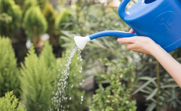 How to Water the Lawn in Summer? How to Water the Lawn in Summer?