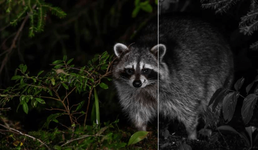 Why Is Night Vision Important in Security Cameras? Why Is Night Vision Important in Security Cameras?