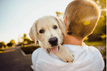 Dealing with Dog Ear Health: Understanding Ear Mites and Ear Wax Buildup Dealing with Dog Ear Health: Understanding Ear Mites and Ear Wax Buildup
