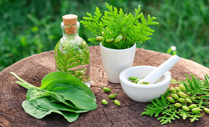 Where to Buy Hemp Flower in Bulk: Buyer’s Guide Where to Buy Hemp Flower in Bulk: Buyer’s Guide