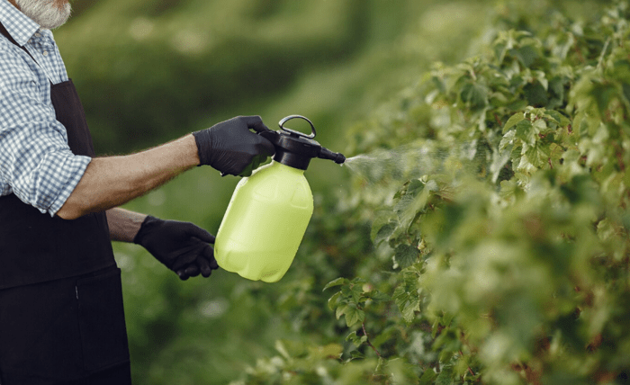 Effective Pest Management Strategies in Wollongong Effective Pest Management Strategies in Wollongong