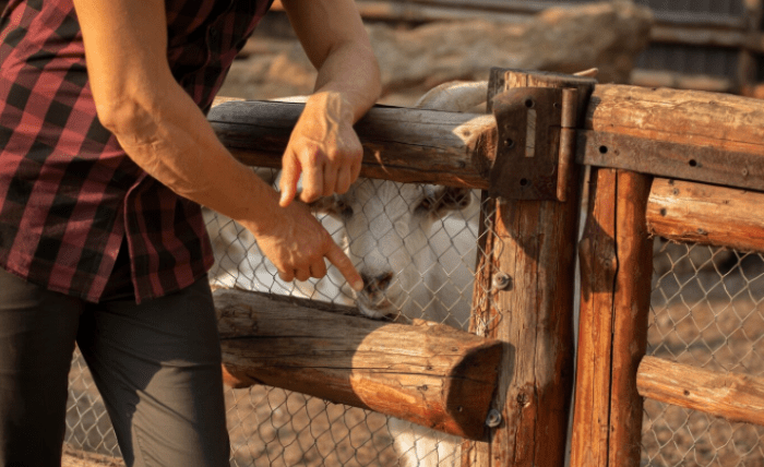 Safeguarding Your Home: Mastering Possum Trap Techniques in Melbourne Safeguarding Your Home: Mastering Possum Trap Techniques in Melbourne