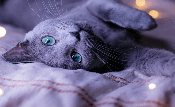 Russian blue cat and ragdoll cats: breeds description Russian blue cat and ragdoll cats: breeds description