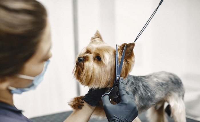 Secrets Behind Successful Pet Store Franchise Locations Secrets Behind Successful Pet Store Franchise Locations